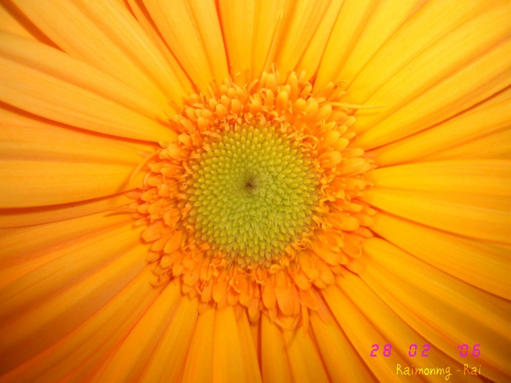 Foto: Gerbera - Almeria (Almería), España