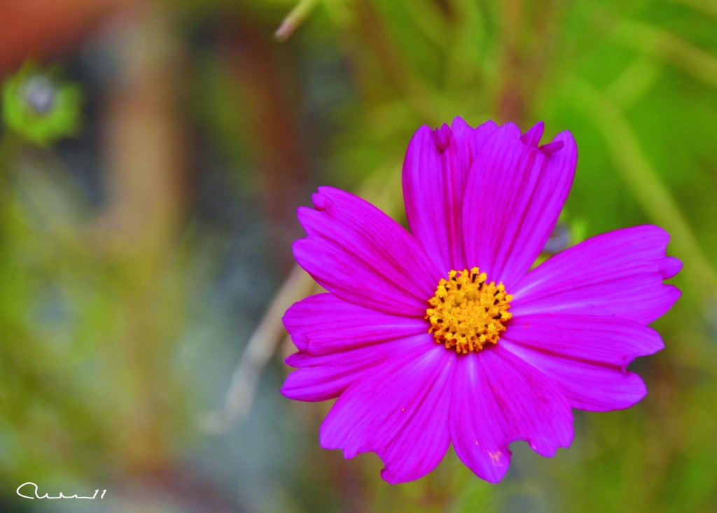 Foto: Flor - Valencia (València), España