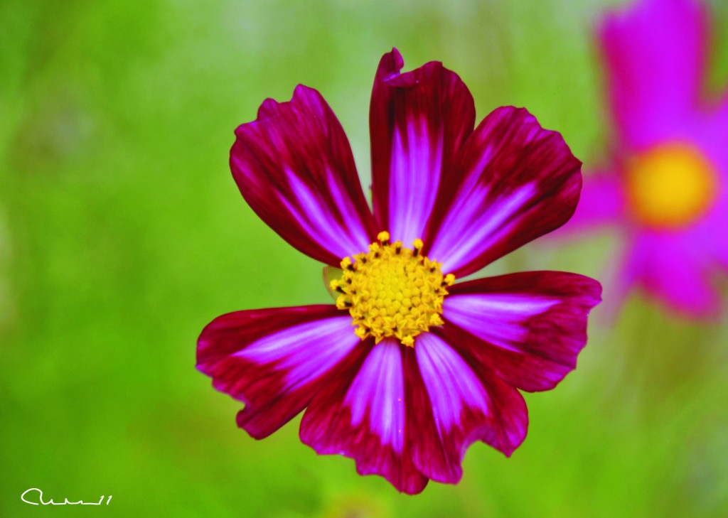 Foto: Flor - Valencia (València), España