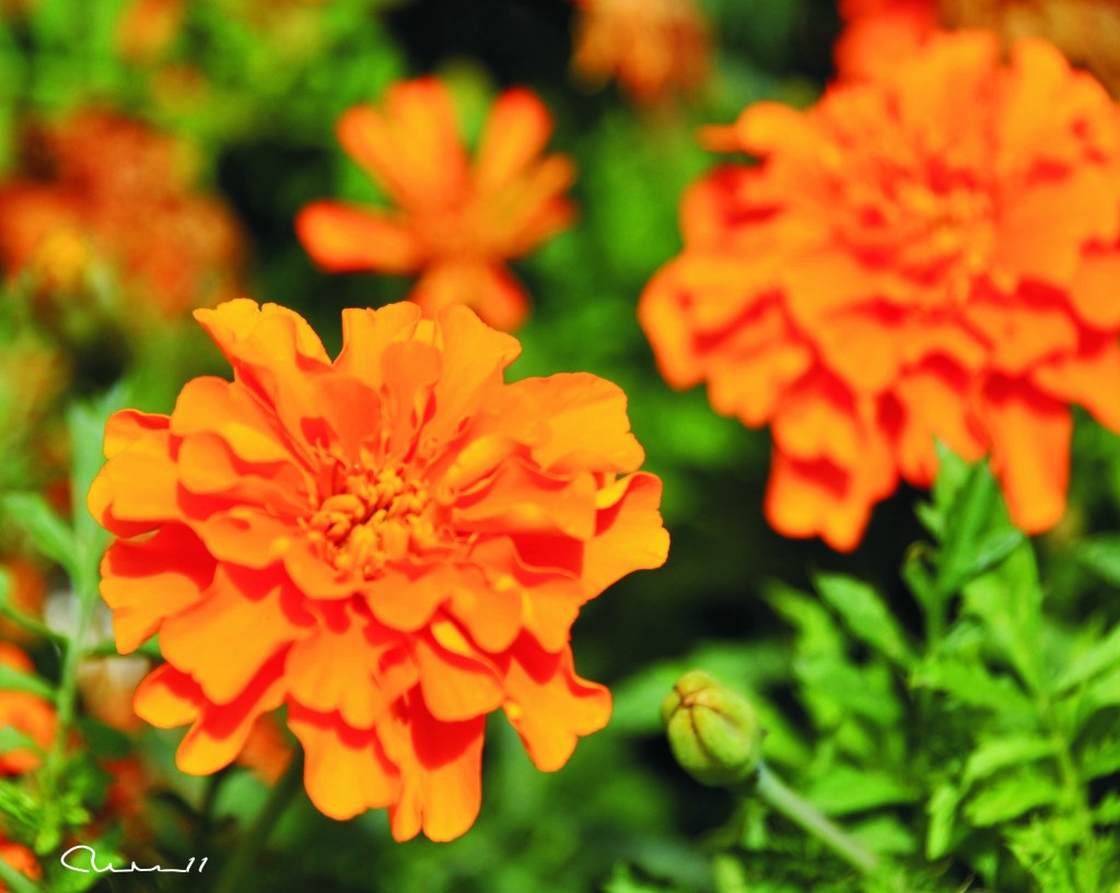 Foto: Flor - Valencia (València), España