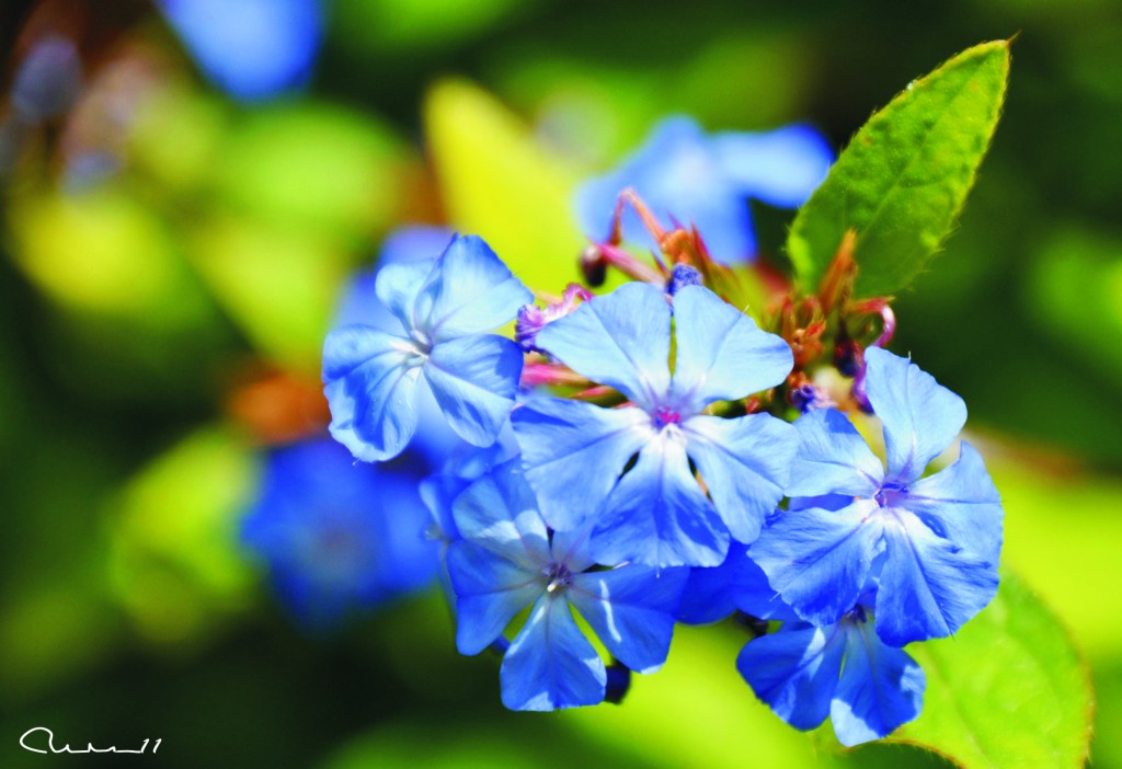 Foto: Flo - Valencia (València), España