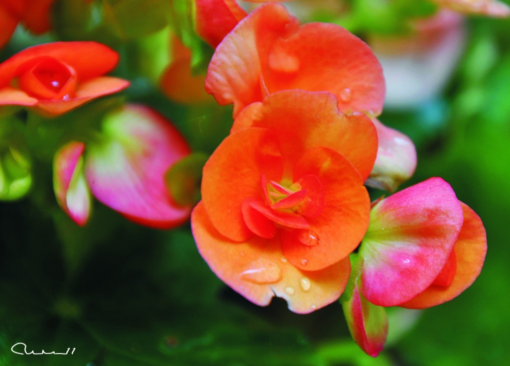 Foto: Flor - Valencia (València), España
