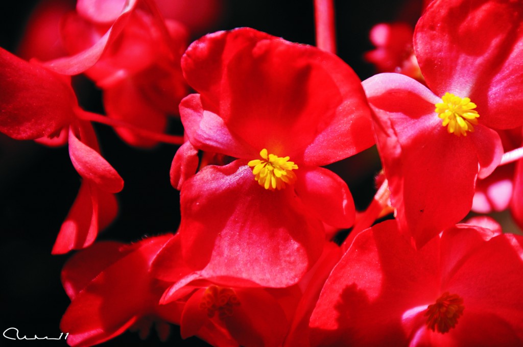 Foto: Flor - Valencia (València), España