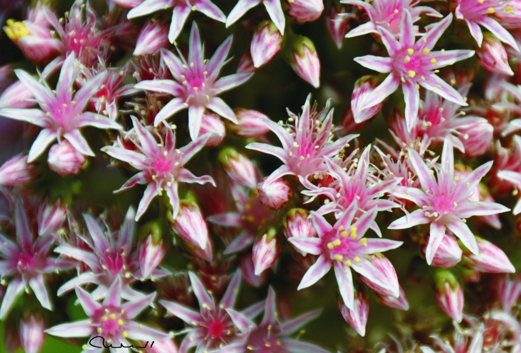 Foto: Flor - Valencia (València), España