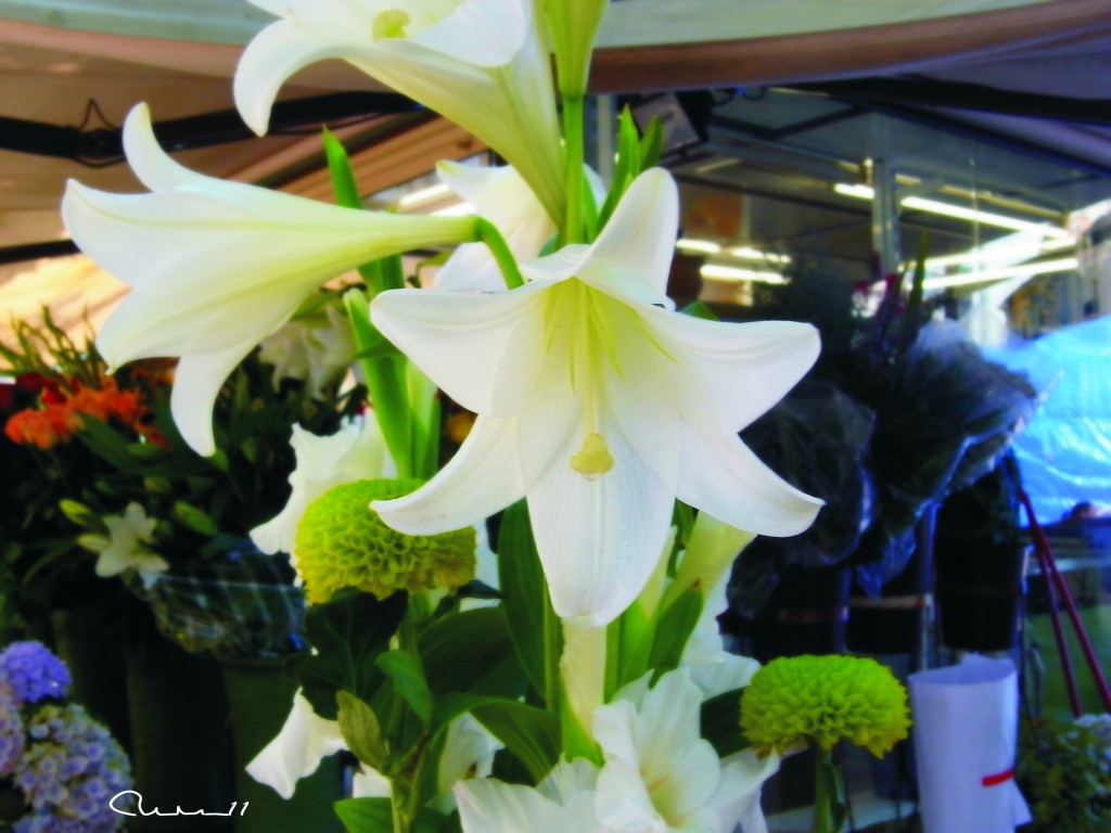 Foto: Flores - Valencia (València), España