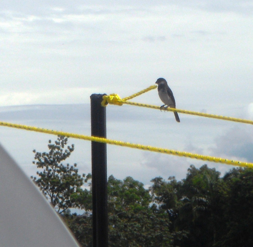 Foto: gloton - Tapachula (Chiapas), México