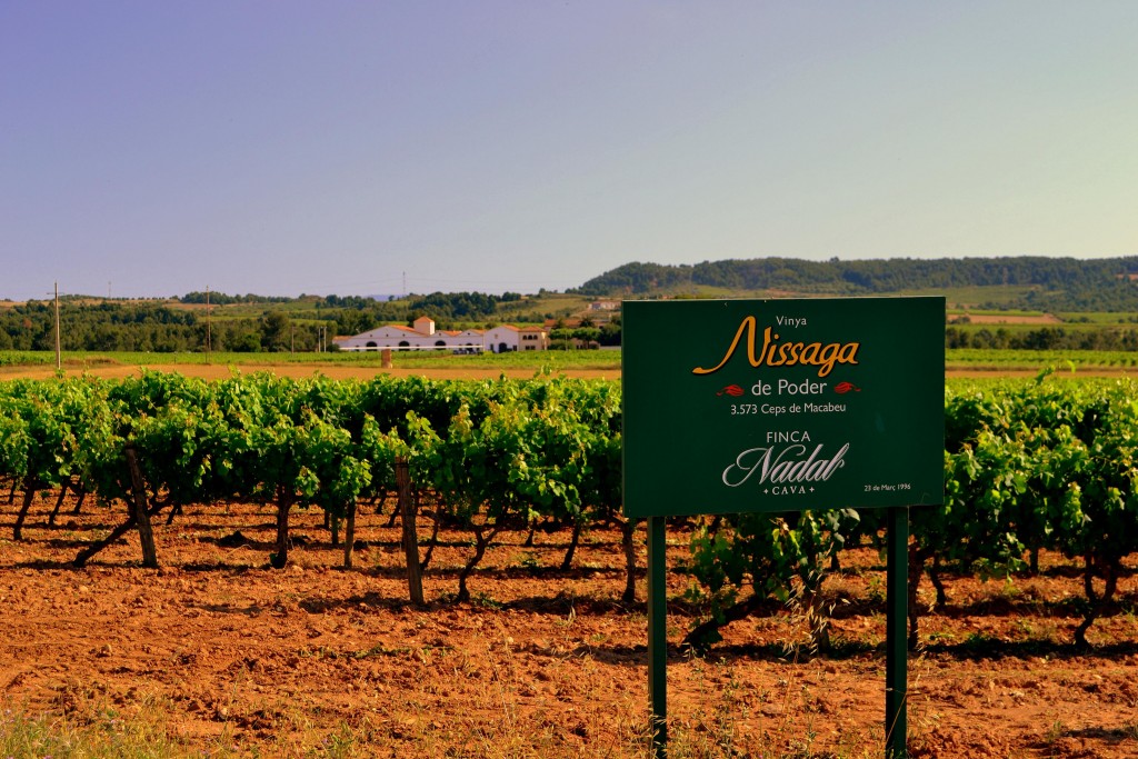 Foto: Viñas del Penedes - El Pla del Penedes (Barcelona), España