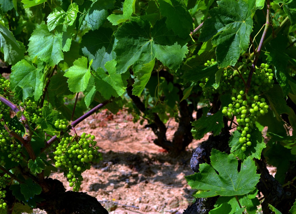 Foto: Xarel.lo - Torrelles de Foix (Barcelona), España