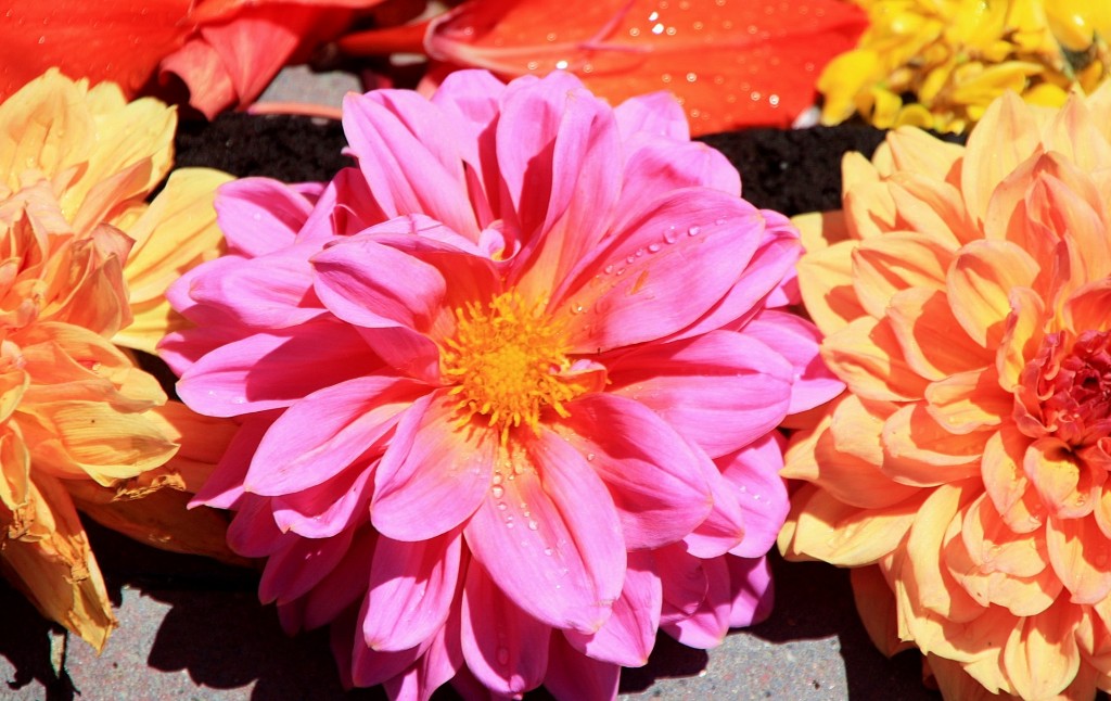 Foto: Alfombras de flores - Arbúcies (Girona), España