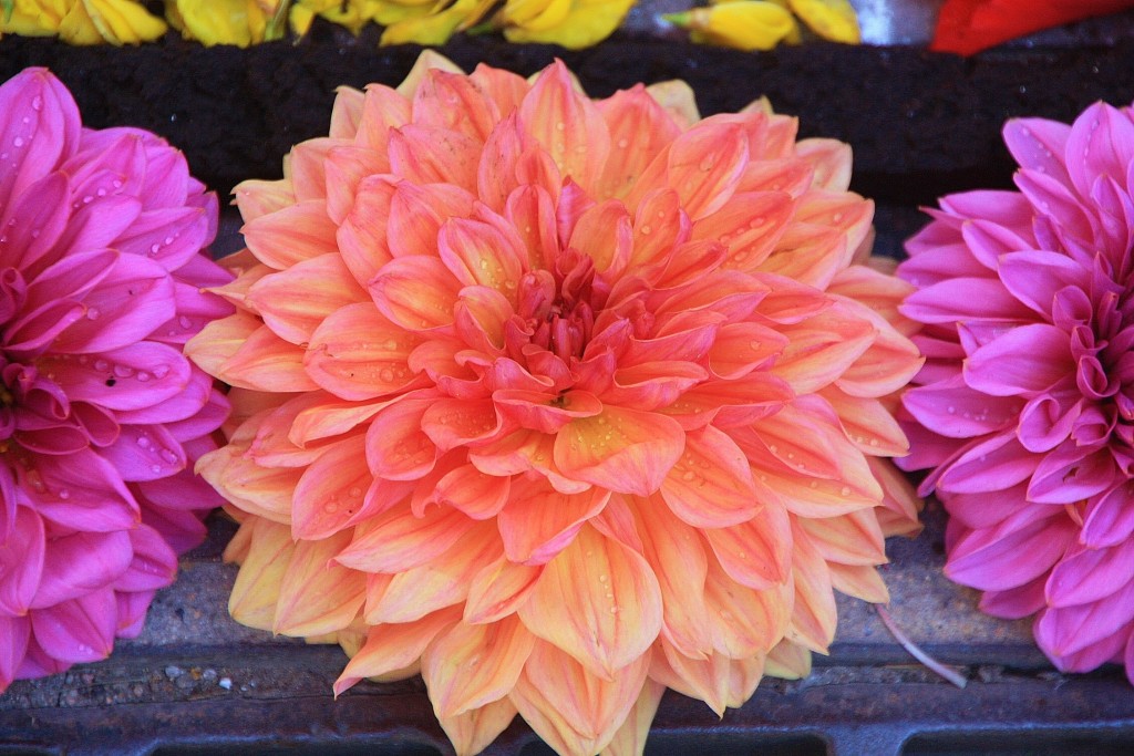 Foto: Alfombras de flores - Arbúcies (Girona), España