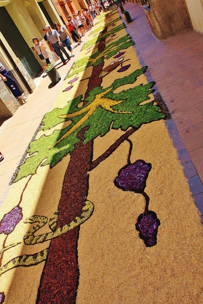 Foto: Alfombras de flores - Arbúcies (Girona), España