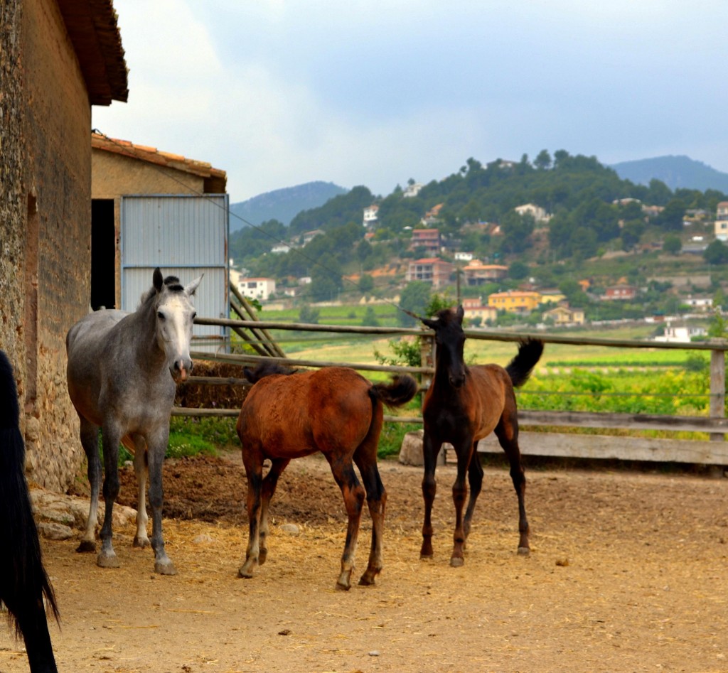 Foto de Torrelles de Foix (Barcelona), España