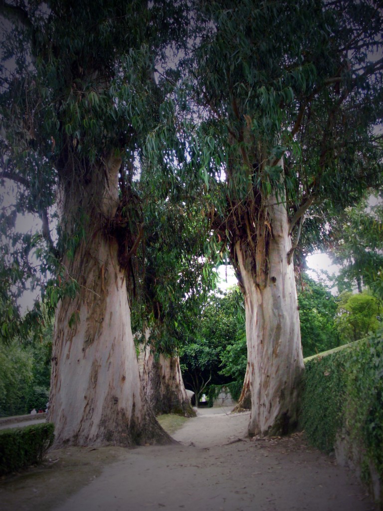 Foto: PARQUE O CASTRELO - Vigo (Pontevedra), España