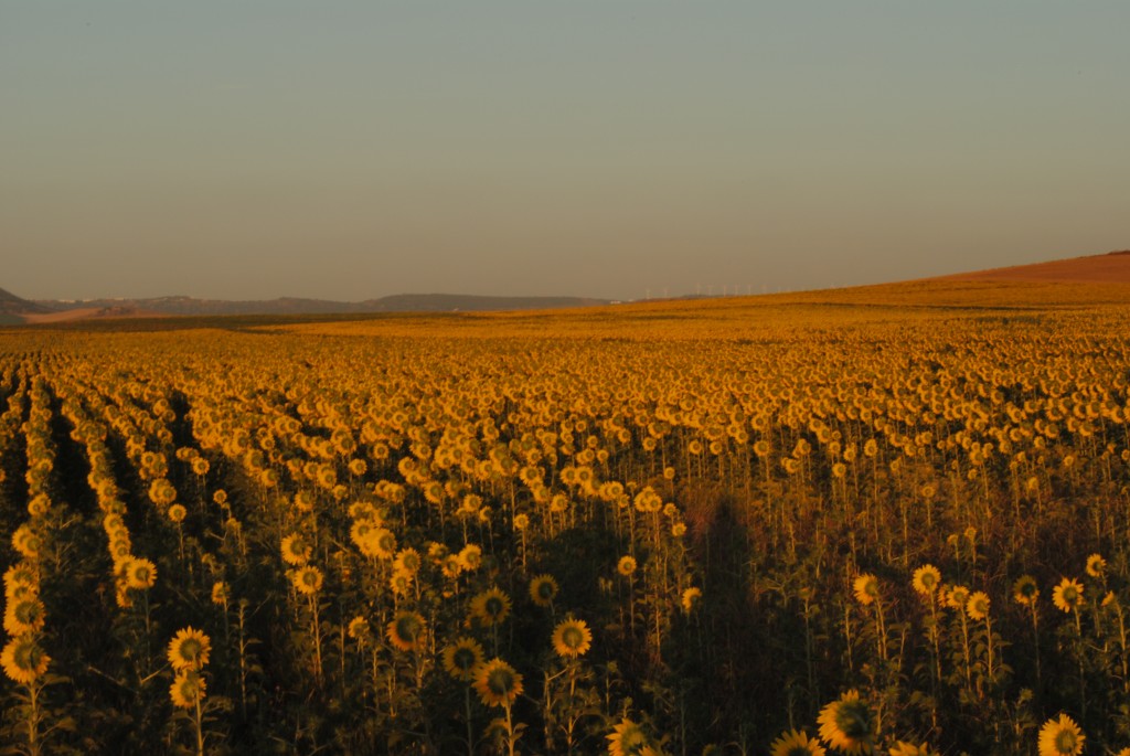 Foto de Conil (Cádiz), España