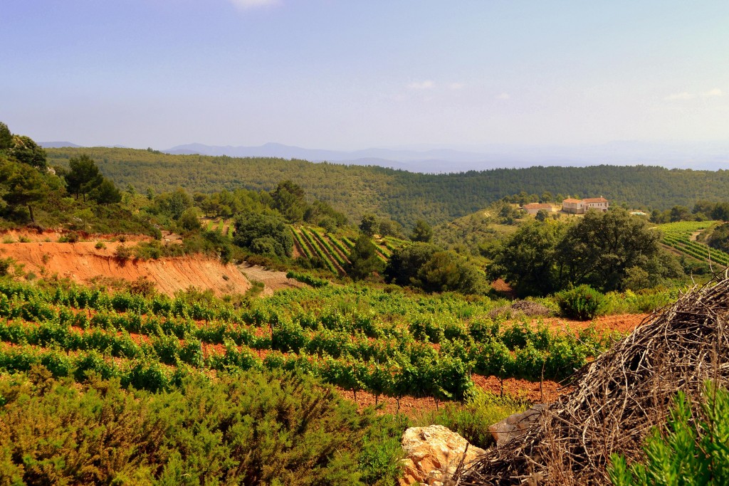 Foto: Viñas de l'Alt Camp. - Aiguamúrcia (Tarragona), España