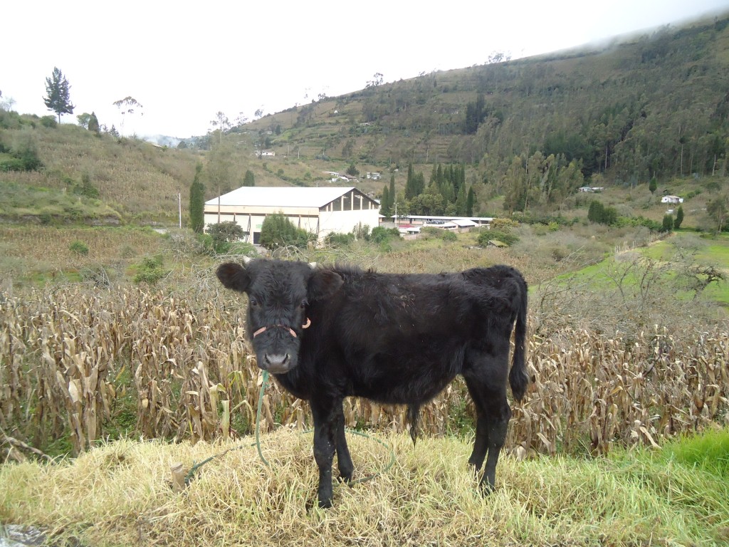 Foto: Un cemoviente - Bayushig (Chimborazo), Ecuador