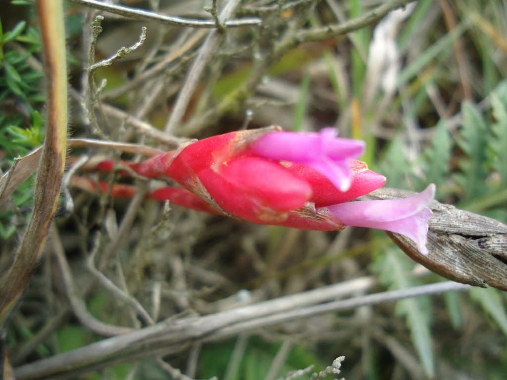 Foto: Orquídea - Bayushig (Chimborazo), Ecuador