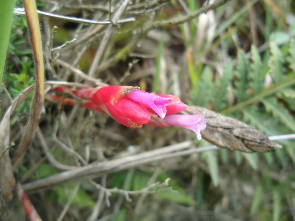 Foto: Orqídea - Bayushig (Chimborazo), Ecuador