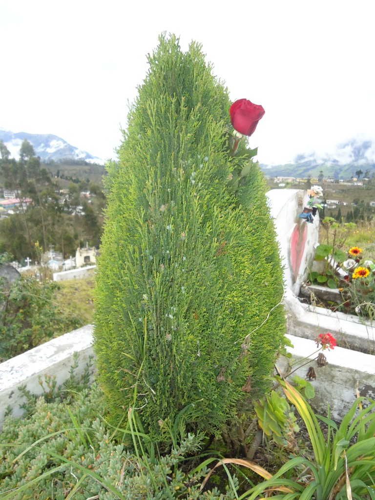 Foto: Abol - Bayushig (Chimborazo), Ecuador