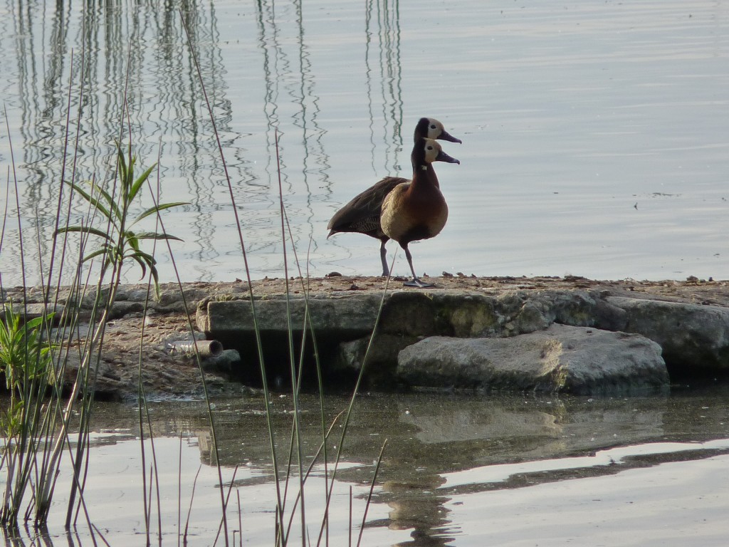 Foto de Laguna de los Padres (Buenos Aires), Argentina