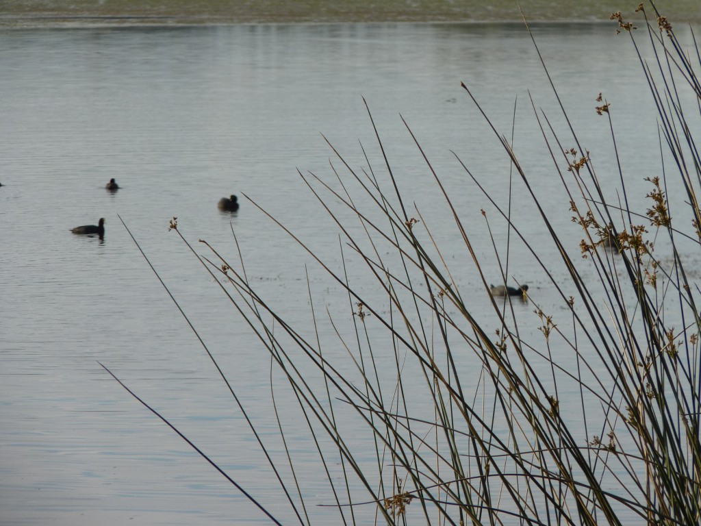 Foto de Laguna de los Padres (Buenos Aires), Argentina