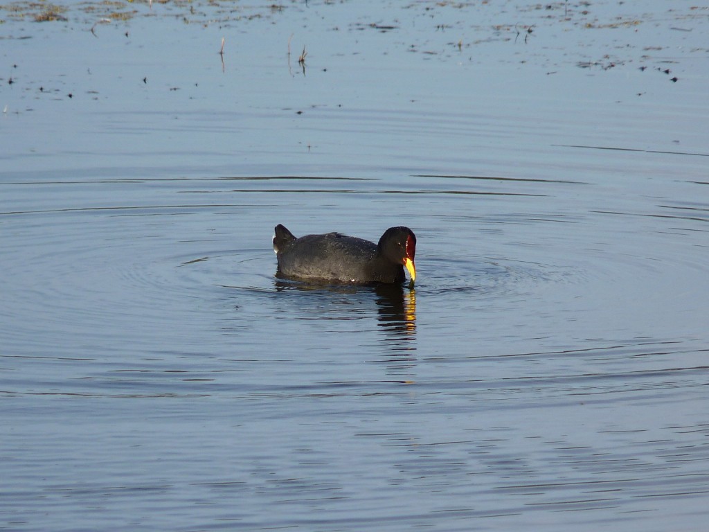 Foto de Laguna de los Padres (Buenos Aires), Argentina