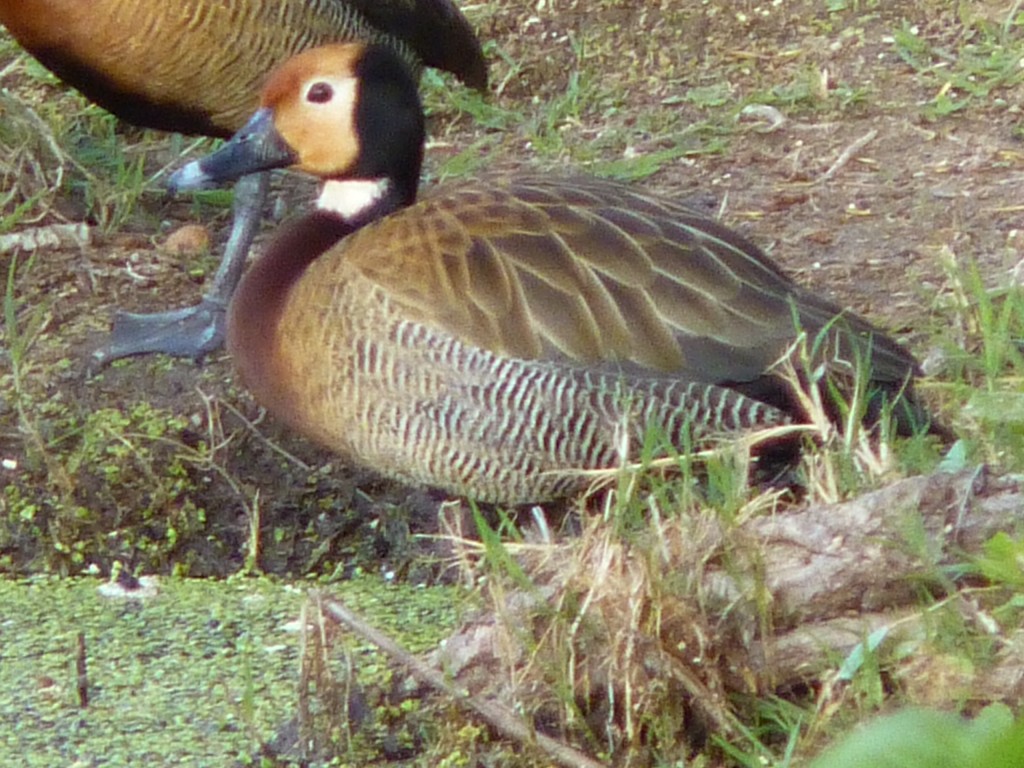 Foto de Mar del Plata (Buenos Aires), Argentina