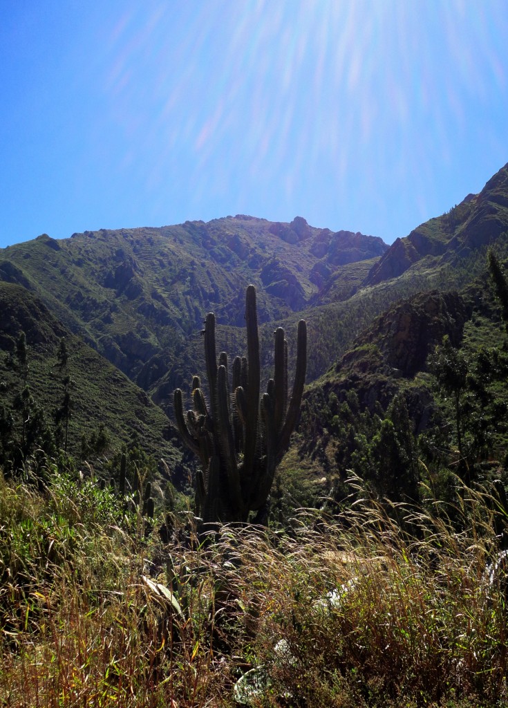 Foto: PAISAJE SERRANO - Tarma (Junín), Perú
