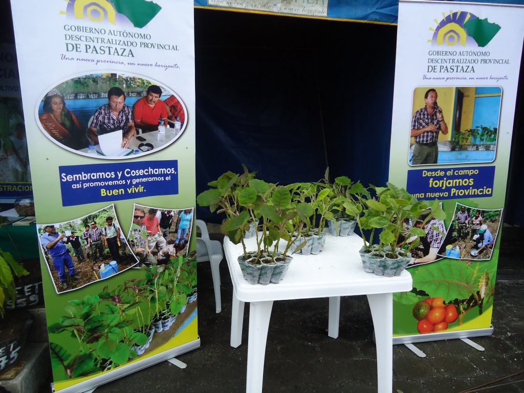 Foto: Consejo Provincial plantas de naranjilla - Simón Bilívar (Pastaza), Ecuador