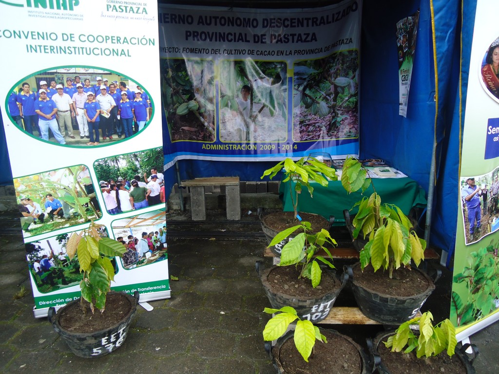 Foto: Plantas de cacao - Simón Bilívar (Pastaza), Ecuador