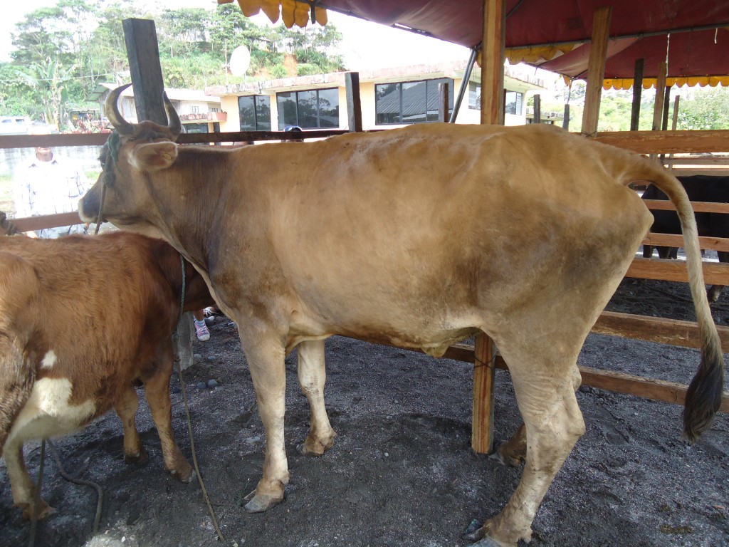 Foto: ganado vacuno - Simón Bilívar (Pastaza), Ecuador