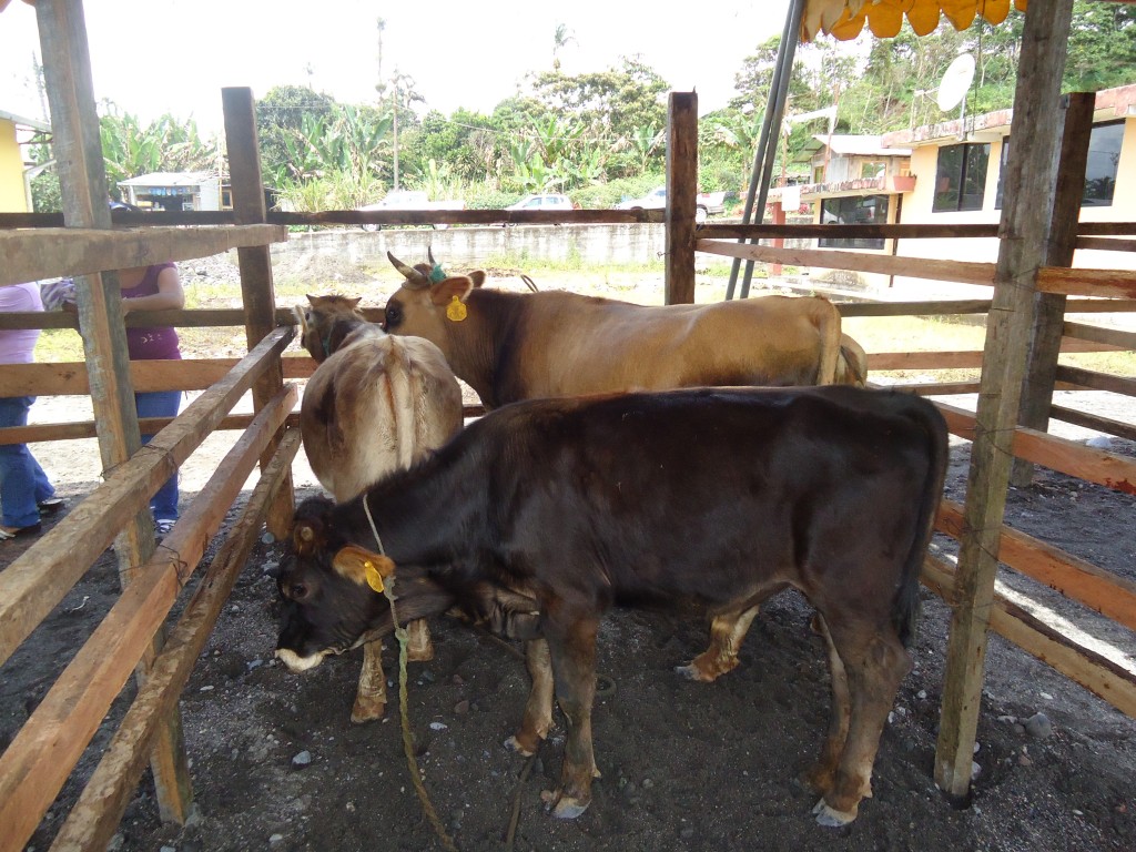 Foto: ganado vacuno - Simón Bilívar (Pastaza), Ecuador