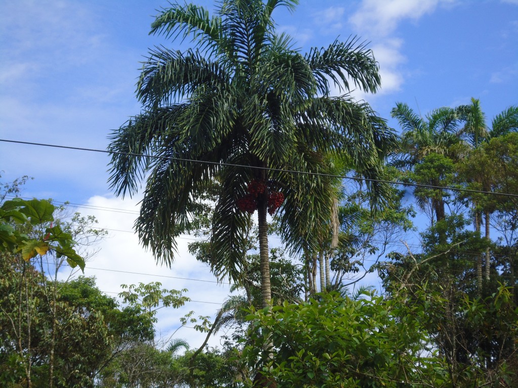 Foto: Chontaduro - Simón Bilívar (Pastaza), Ecuador