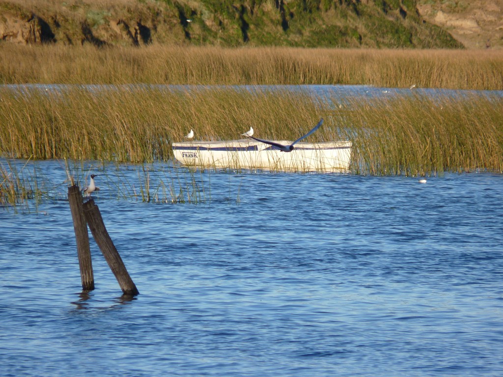 Foto de Laguna La Brava (Buenos Aires), Argentina