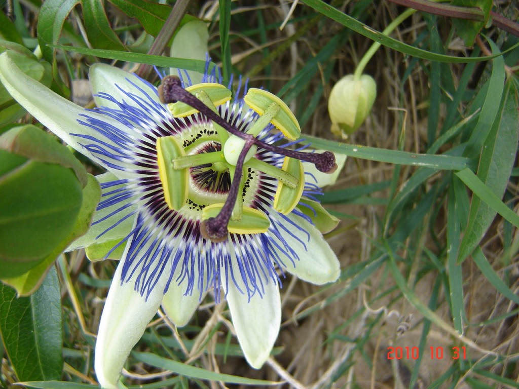 Foto: Mburucuyá o Pasionaria - Ciudad de Buenos Aires (Buenos Aires), Argentina
