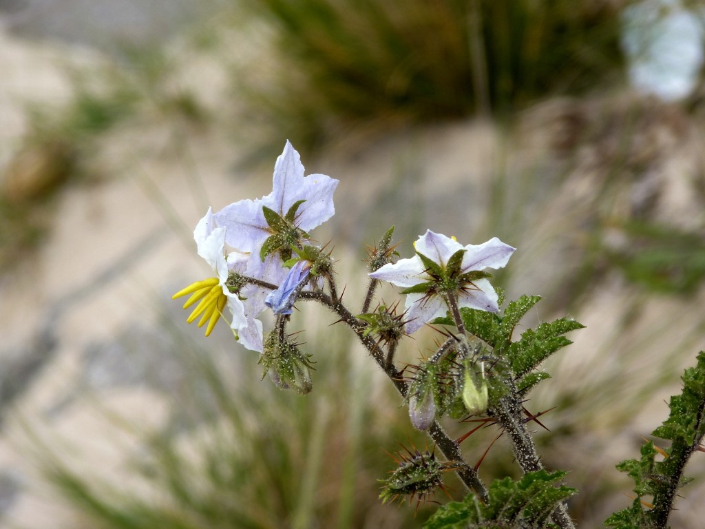 Foto: Flor silvestre - Uribelarrea (Buenos Aires), Argentina