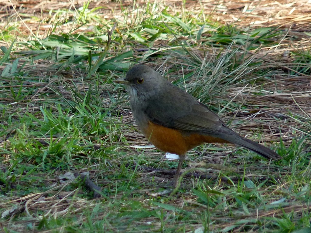 Foto: Zorzal - Ciudad de Buenos Aires (Buenos Aires), Argentina