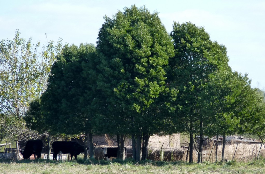Foto: Casa de campo - Tomás Jofré (Buenos Aires), Argentina