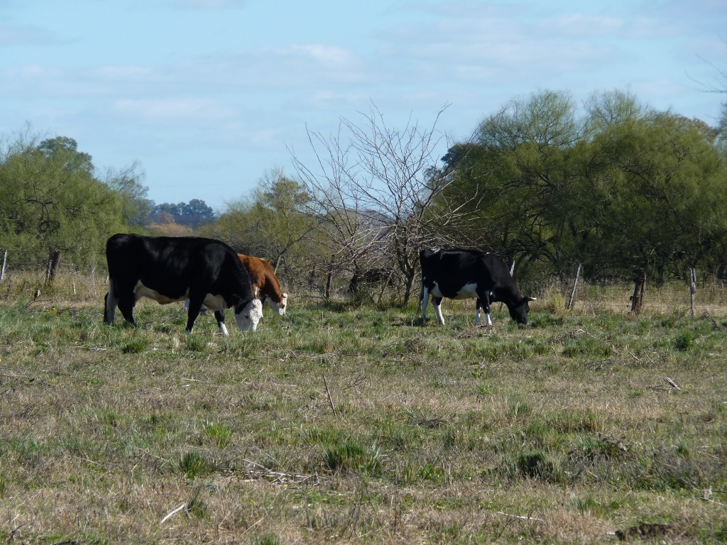 Foto: Casa de campo - Tomás Jofré (Buenos Aires), Argentina