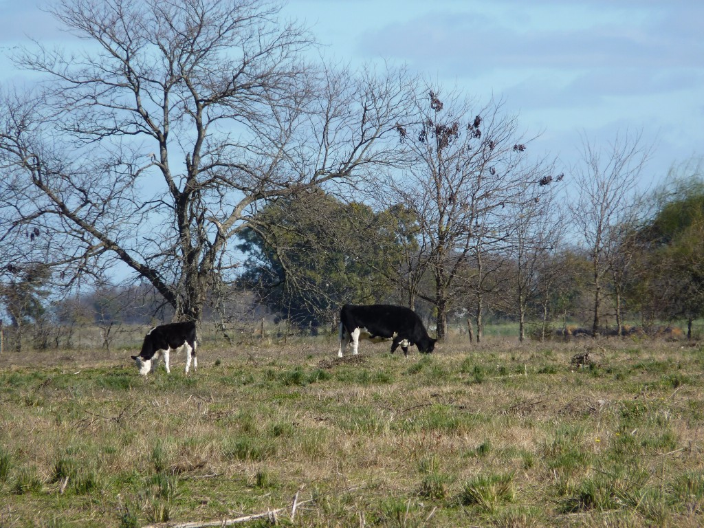 Foto: Casa de campo - Tomás Jofré (Buenos Aires), Argentina
