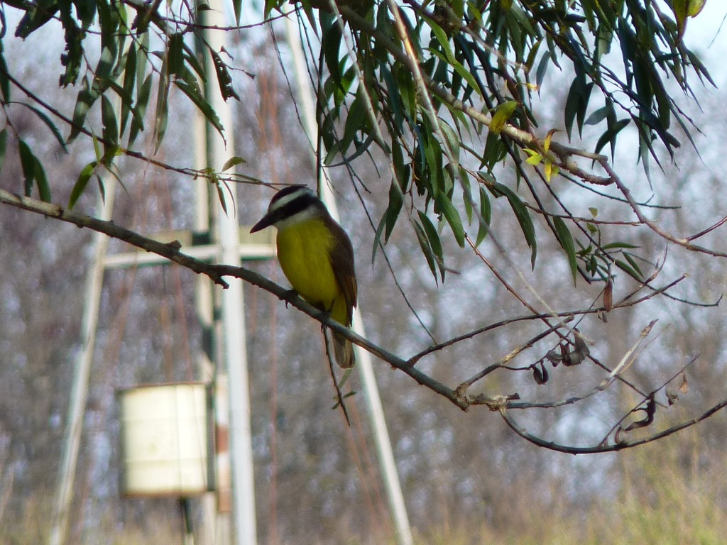 Foto: Benteveo - Tomás Jofré (Buenos Aires), Argentina