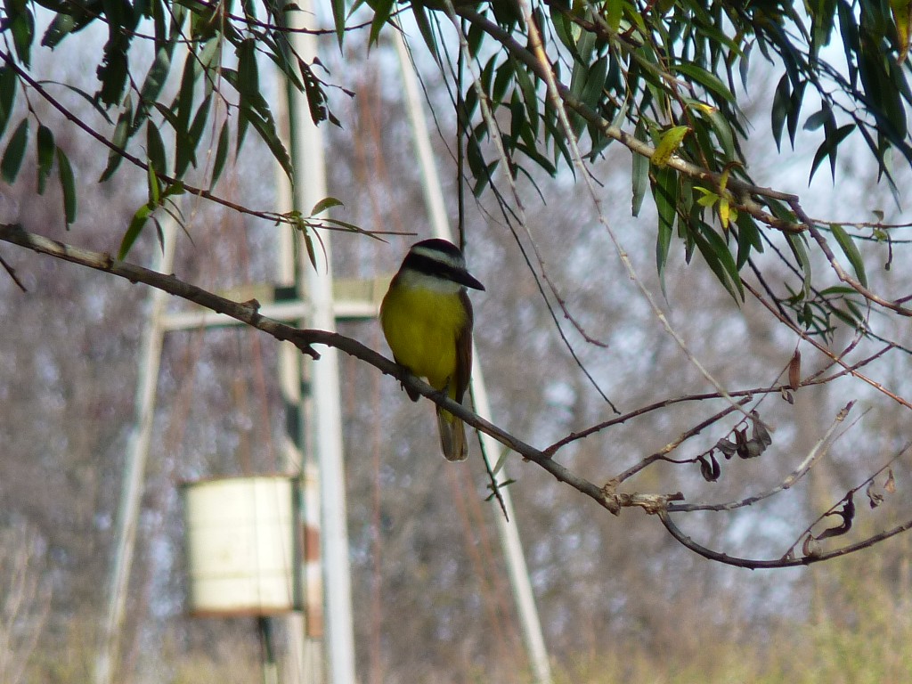 Foto: Benteveo o Bichio feo - Tomás Jofré (Buenos Aires), Argentina