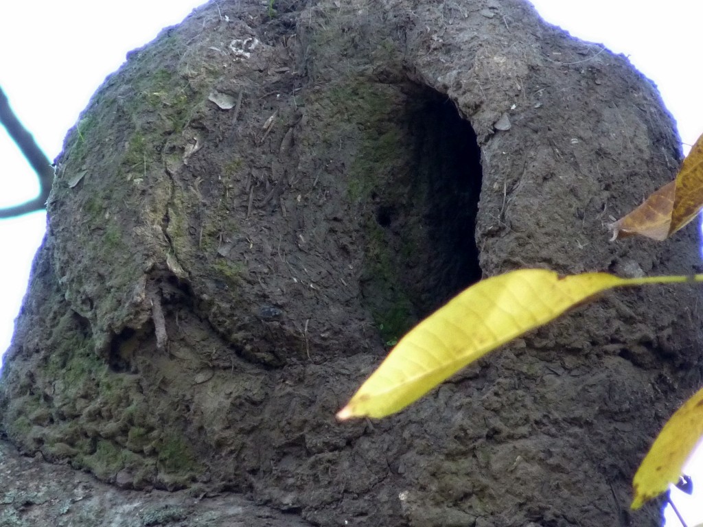 Foto: Nido de Hornero. - Tomás Jofré (Buenos Aires), Argentina
