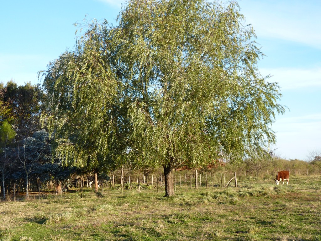 Foto: Casa de campo - Tomás Jofré (Buenos Aires), Argentina