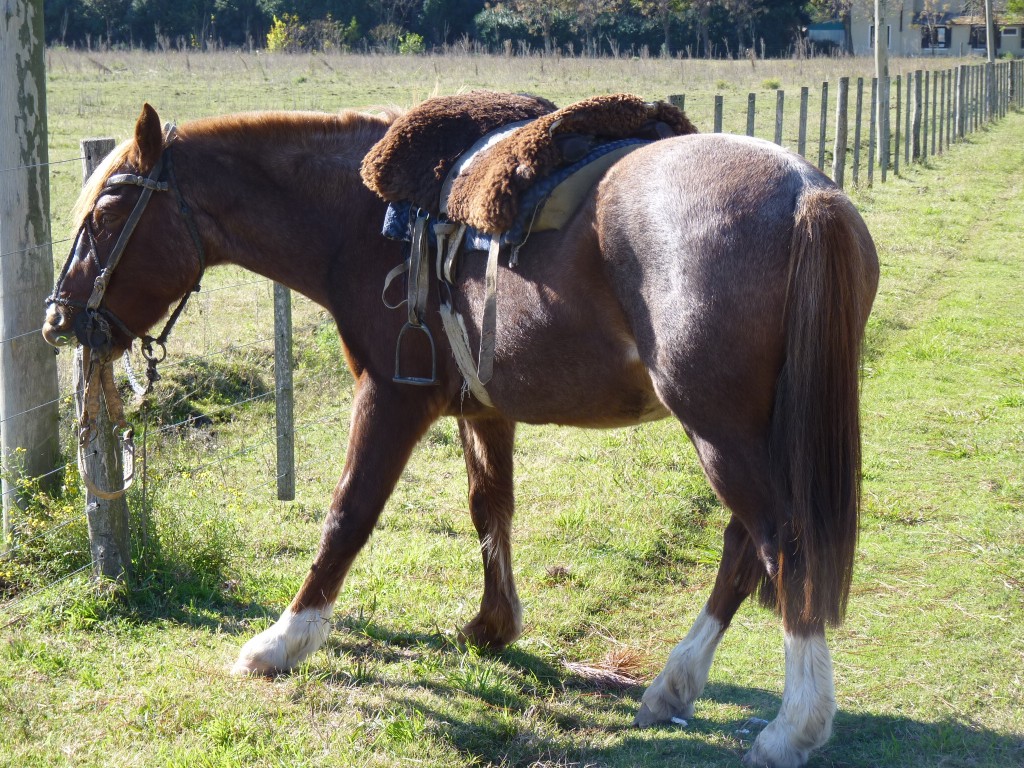 Foto: Caballo criollo - Tomás Jofré (Buenos Aires), Argentina
