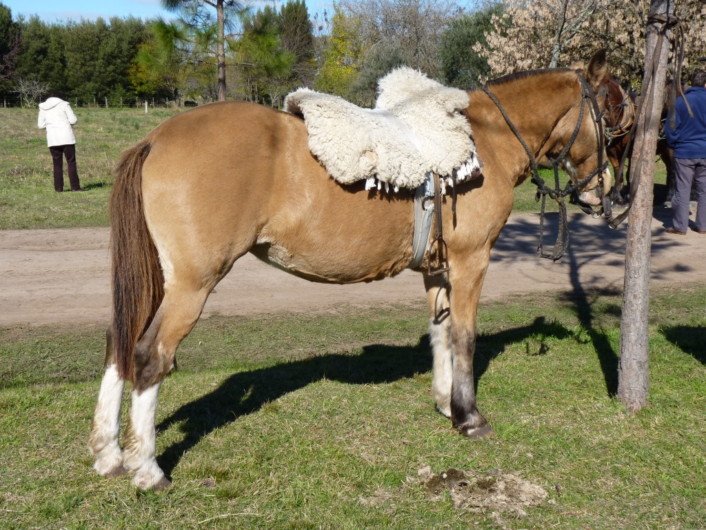 Foto: Caballo criollo - Tomás Jofré (Buenos Aires), Argentina