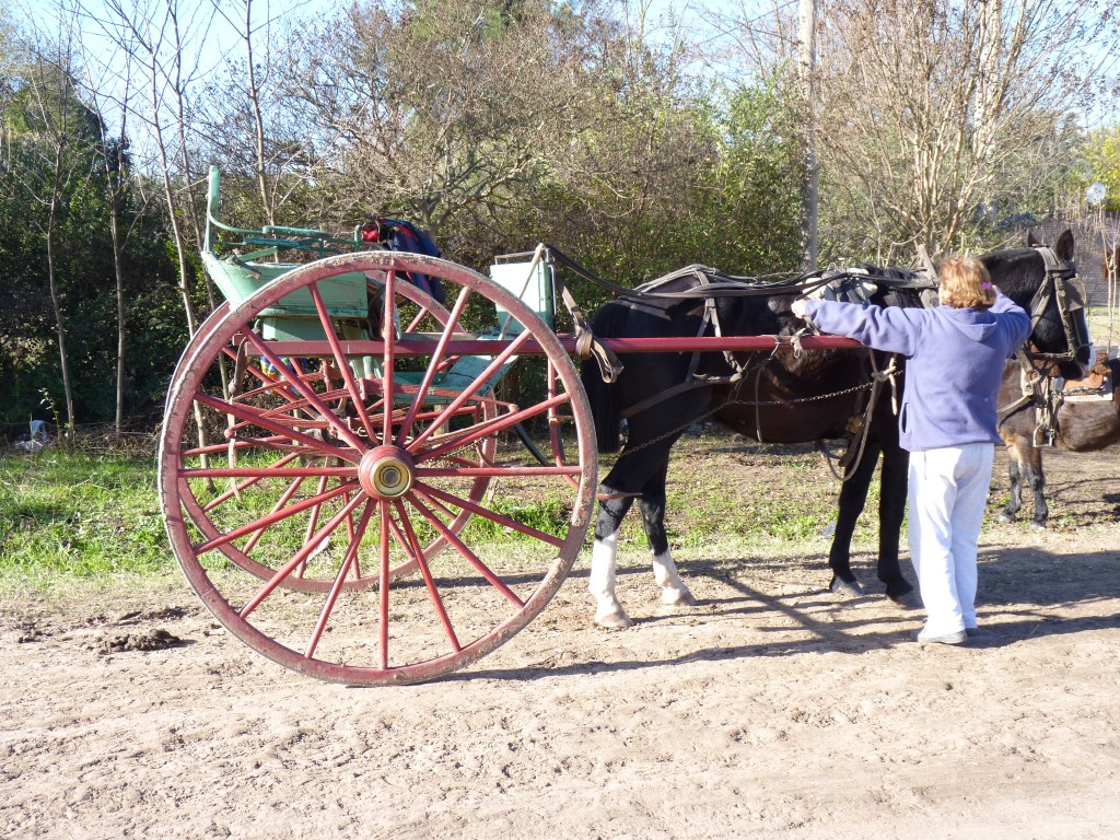 Foto: Caballo criollo - Tomás Jofré (Buenos Aires), Argentina