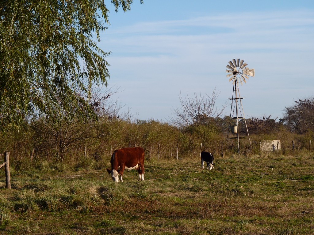 Foto: Caballo criollo - Tomás Jofré (Buenos Aires), Argentina