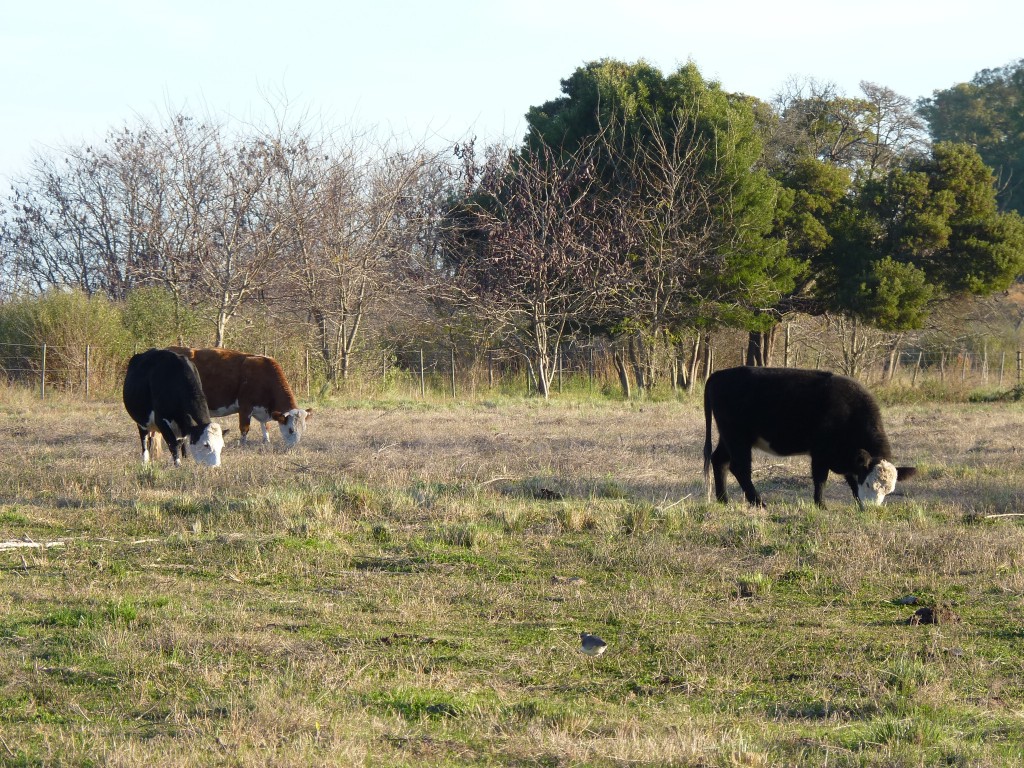Foto: Caballo criollo - Tomás Jofré (Buenos Aires), Argentina