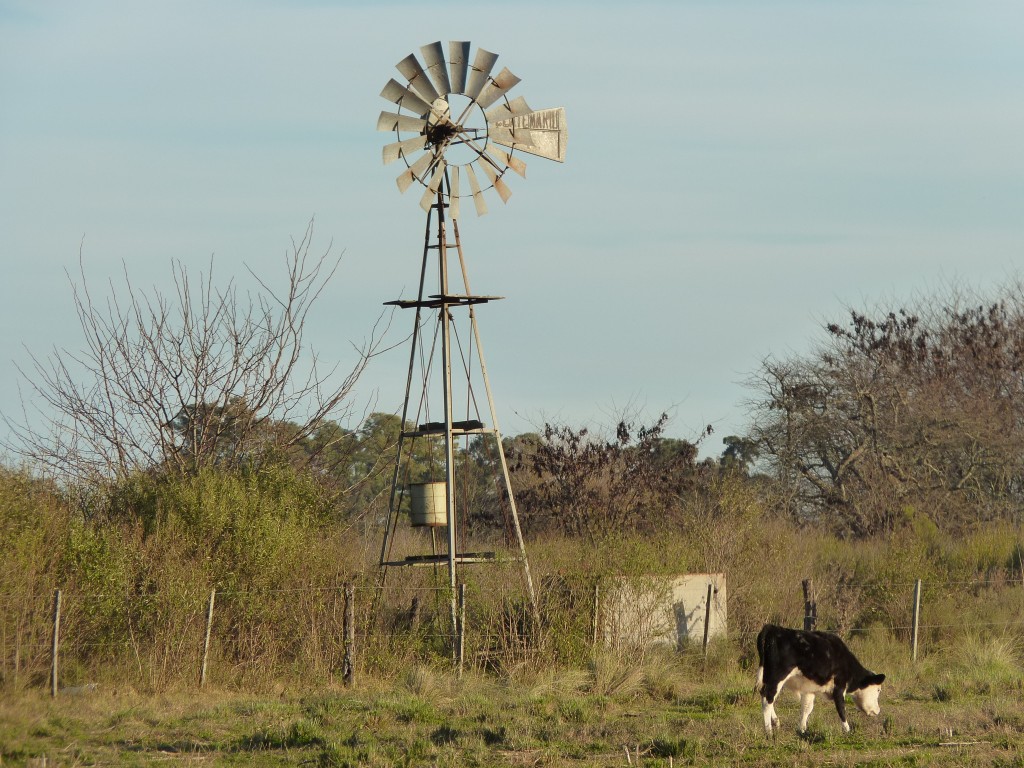Foto: Caballo criollo - Tomás Jofré (Buenos Aires), Argentina